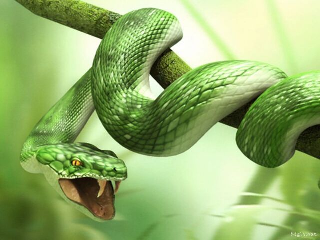 File:Snake.jpg
