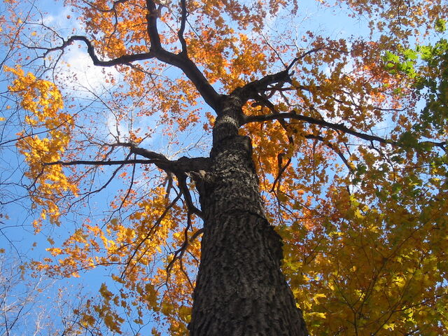 File:Trail tree and sky.jpg