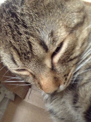 File:A cat.jpg