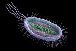 Prokaryote