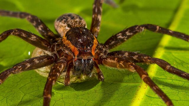 File:Arthropoda.jpg