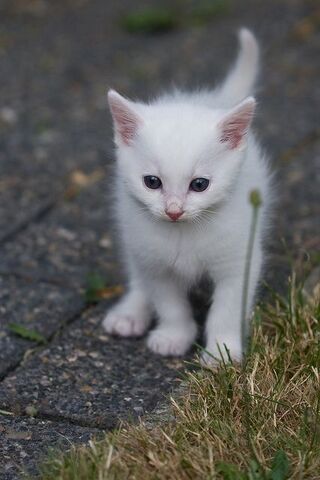 Файл:63f6e908a8993910b4e75fcf965565bb.jpg