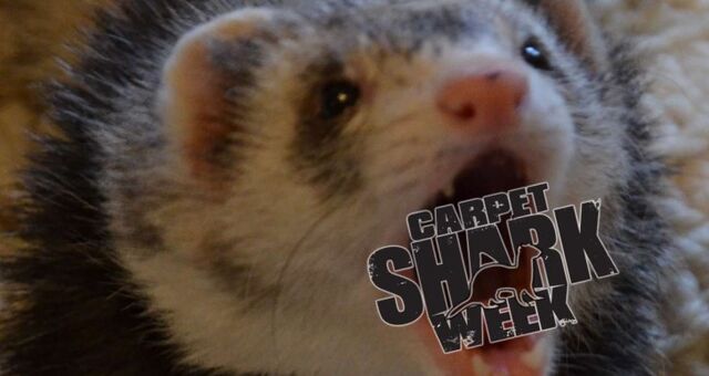 File:Ferret.jpg