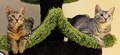Thumbnail for version as of 01:10, March 27, 2013