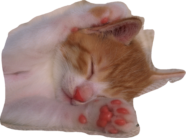 File:Kitty.png