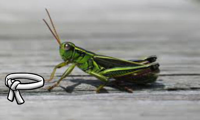 File:Young Grasshopper.jpg