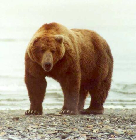 File:Grizzly Bear.jpg