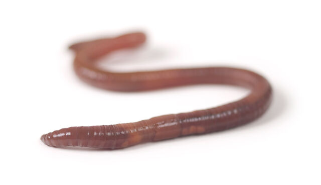 File:Worm.jpg