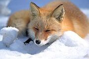 Vulpini laying in somewhere