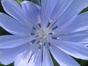 Chicory