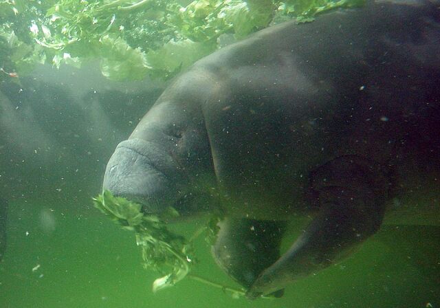 Archivo:Manati fg01.jpg