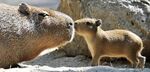Capibaracria2.jpg
