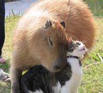 Capibaraygato.jpg