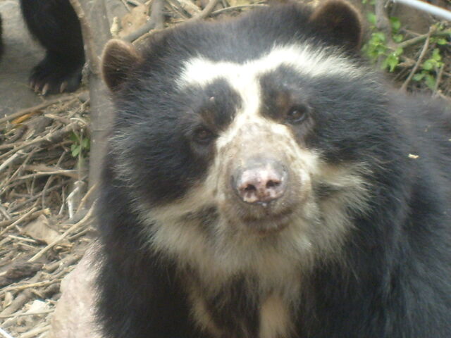 Archivo:Oso 5.jpg
