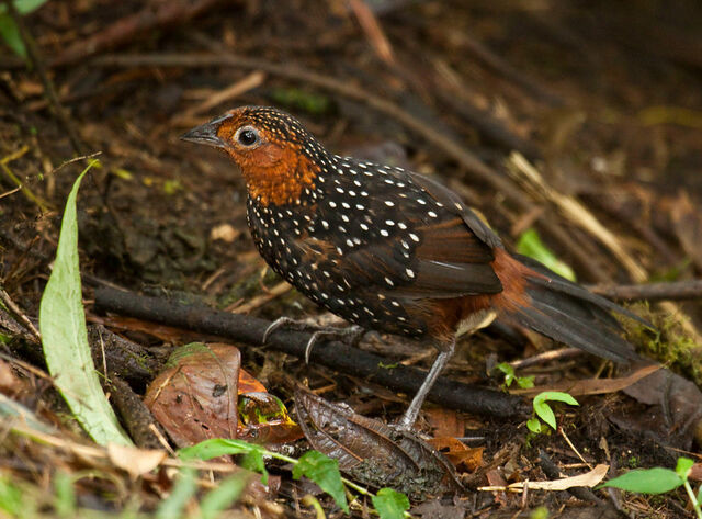 Archivo:Tapaculo celado.jpg