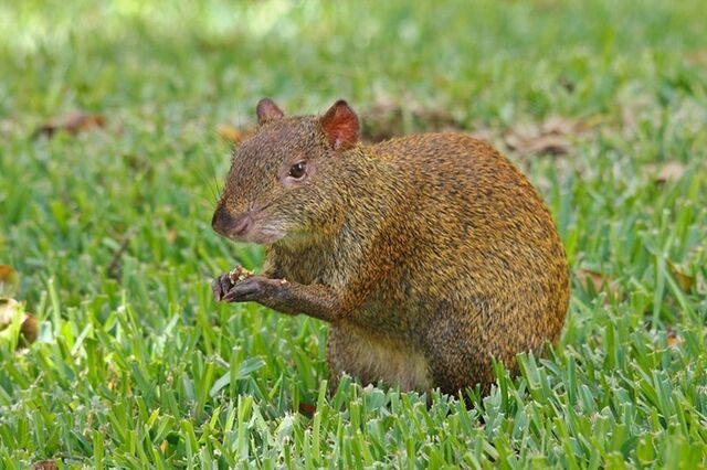 Archivo:Agouti--1-.jpg