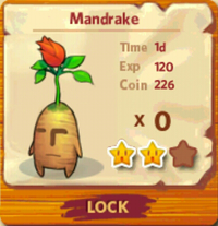 Mandrake Tree
