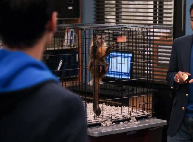 File:Monkey cage 1.jpg