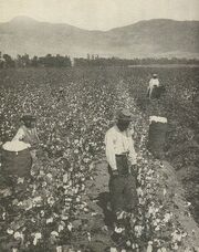 Cotton Slaves-South