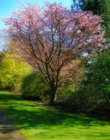 File:Spring tree.jpg