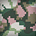 Camo ameba summer big.jpg