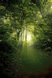 Into the light