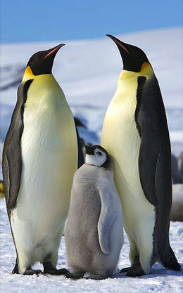 EmporerPenguinFamily