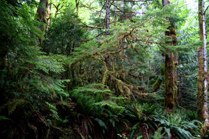 Rainforest on Rockall