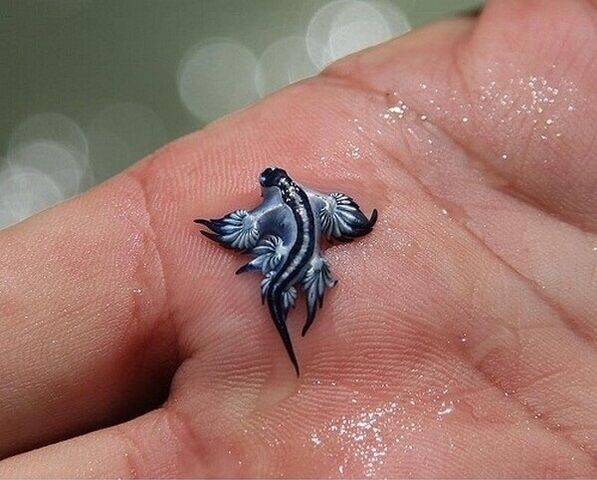 File:Sea-slug (1).jpg