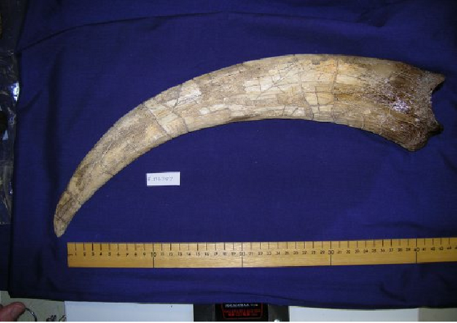 File:Therizinosaurus claw.png