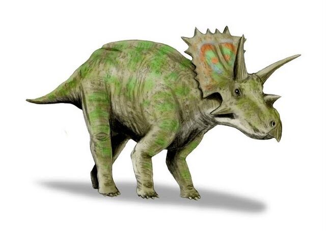 File:Anchiceratops BW-1-.jpg