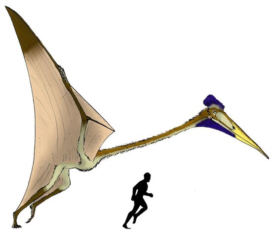 File:Quetzalcoatlus2wj2.jpg