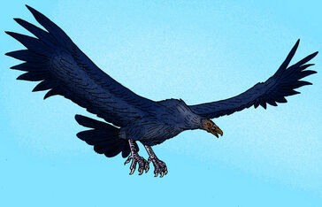 Argentavis magnificens1