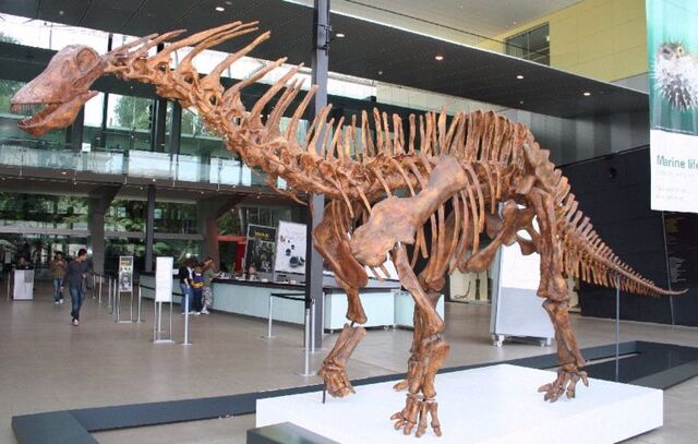 File:800px-Amargasaurus1 Melb Museum email.jpg