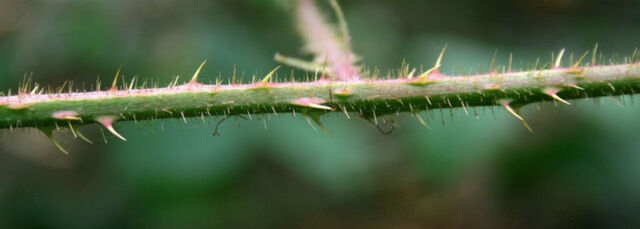 File:Blackberry thorns.jpg