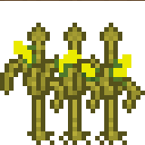 Corn