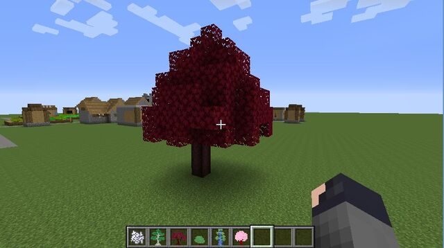 Plik:Japanese maple.jpg