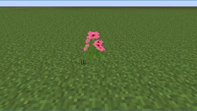 Plik:Pink Gerbera.jpg