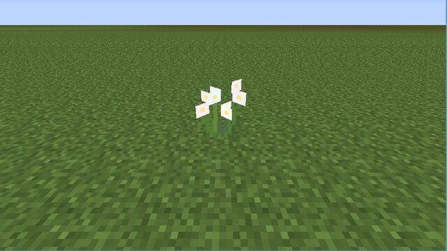 Plik:Daisy.jpg