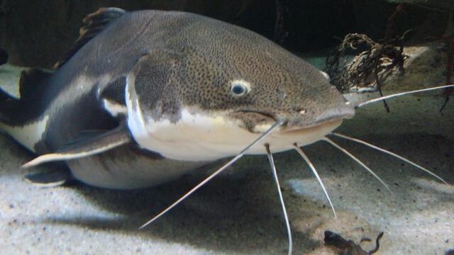 File:Wels Catfish.jpg
