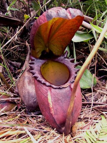 Archivo:Nepenthes rajah.jpg