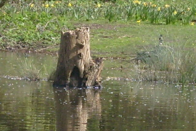 File:FairyHome.jpg