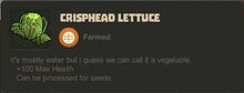 Creativerse Crisphead Lettuce02