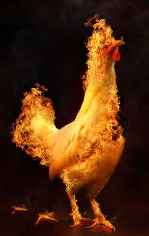 File:Fire chicken.jpg