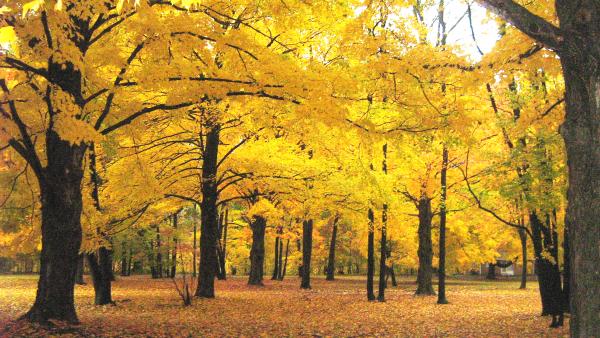 File:Mithlem treees.jpg