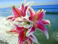 Thumbnail for version as of 14:13, April 15, 2011