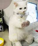 File:Kitty ina jar.jpg