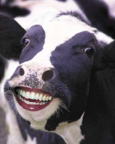 File:Happy cow large.jpg