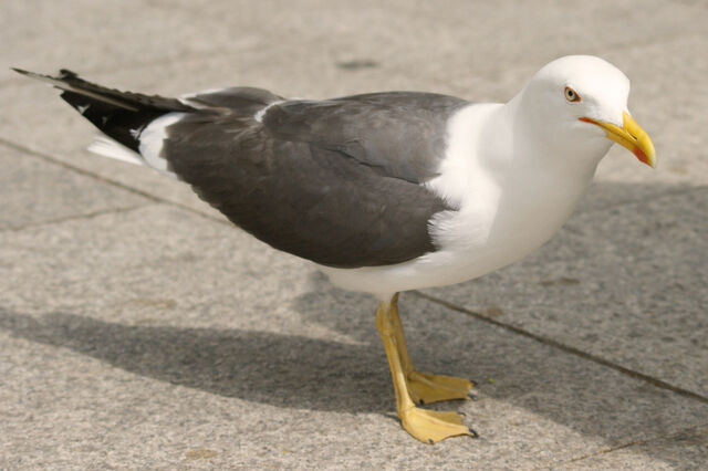 File:Seagull41.jpg