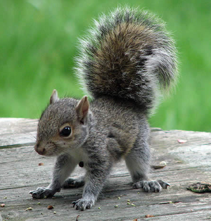 Baby squirrel